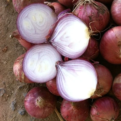 Cipolla rossa del nuovo raccolto fresco