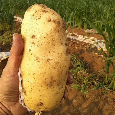 Patate dalla buccia gialla del nuovo raccolto fresco